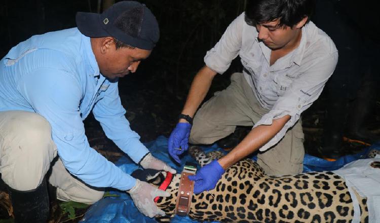 El jaguar es el felino  de mayor tamaño en América y diferentes organizaciones tratan de  evitar la extinción de este animal. EFE