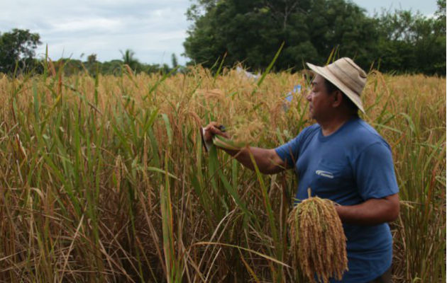 A los productores se les cancelará la cosecha de arroz, maíz y leche grado C del segundo semestre año 2019. Foto/Archivo