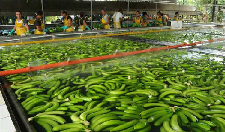 El banano sigue siendo el producto de mayor exportación en los últimos años. Su principal mercado es el continente europeo. Archivo