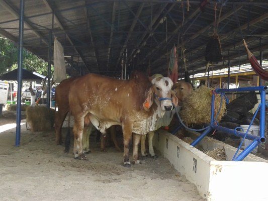 El ganado de 900 libras en adelante, será pagado a 0.92 centésimos por libra, precios que dan un respiro a los productores, en un momento de crisis en el sector. Foto/Thays Domínguez
