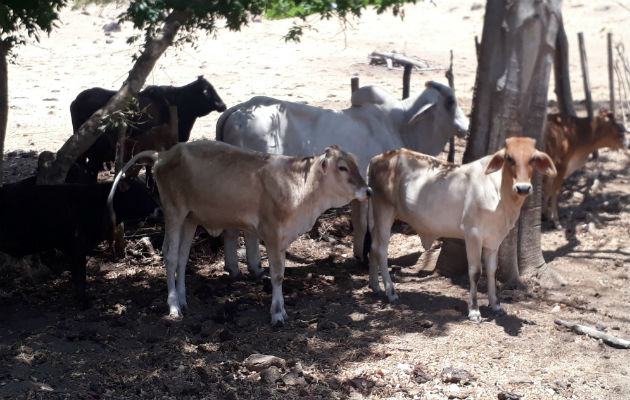 Los ganaderos advierten que por el clima los precios pueden caer. Foto: Thays Domínguez