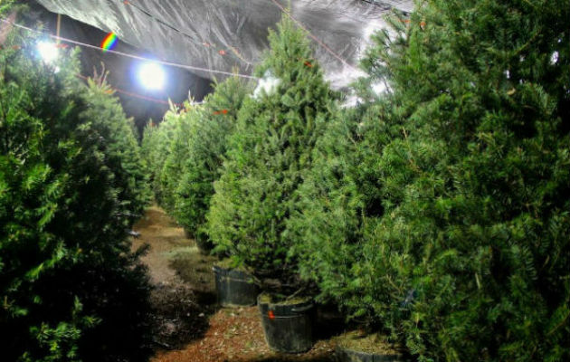  El precio de venta dependerá de las condiciones físicas del árbol de navidad. 