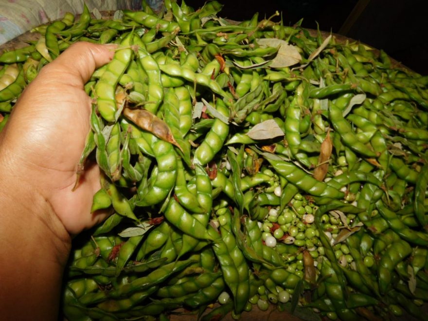 Este año las cosechas de guandú no se han visto afectadas por plagas y enfermedades.