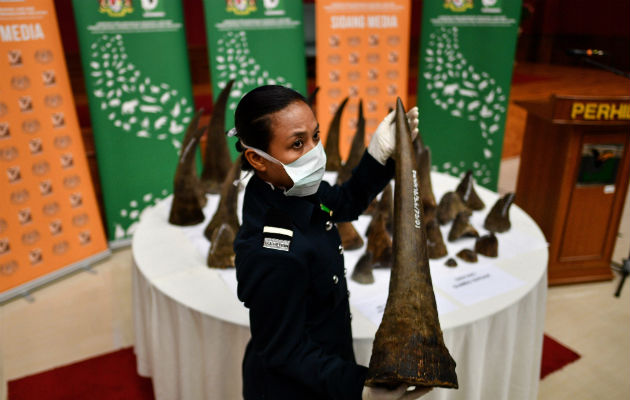 Élites en China y Vietnam regalan cuernos de rinoceronte. Cuernos decomisados en Kuala Lumpur el año pasado. Foto/ Manan Vatsyayana/Agence France-Presse — Getty Images.