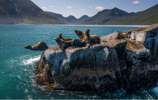 La Península de Kamchatka es hogar de diversidad de animales, que incluyen leones marinos, osos y orcas. Foto/ Sergey Ponomarev.