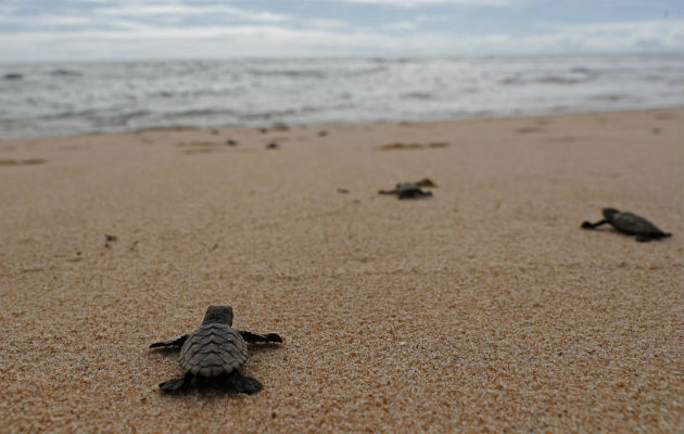 Dos millones de tortugas son devueltas al mar cada año  Foto: EFE.