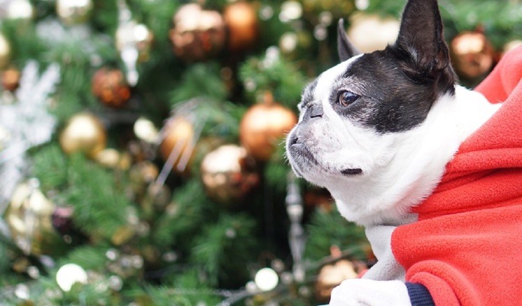 Mascotas sufren y se asustan con los fuegos artificiales.