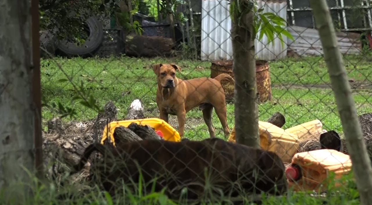 Al momento del ataque de los perros, el dueño no estaba en la casa. Foto: José Vasquez. 