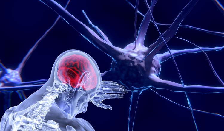 Al hablar de neurociencia se debe pensar más en el sistema nervioso. Pixabay