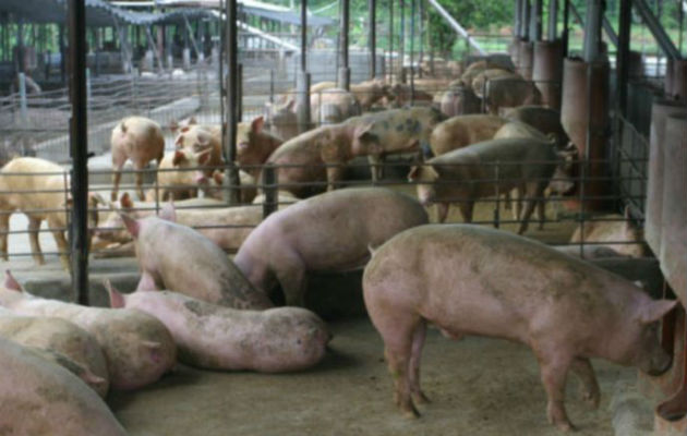 Hasta el año 2017, el sector porcino crecía a un ritmo de 10% anual. Foto: Archivo.