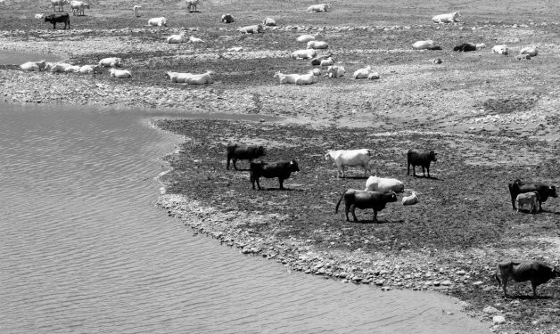 Un reservorio de agua afectado por la sequía. El agua es vital para la salud de los animales. Un animal sano es un animal productivo, y un animal productivo es un elemento financiera y ecológicamente eficiente. Foto: EFE.