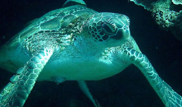 En Panamá se han identificado unas 92 playas de anidación de tortugas marinas en la costa Caribe y otras 86 en el Pacífico. Foto/Cortesía