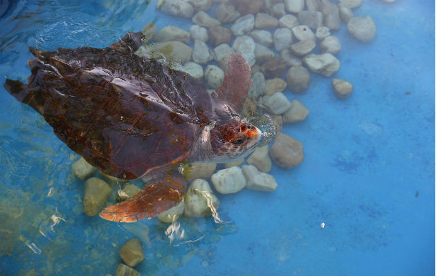 Un proyecto brasileño conmemora 40 millones de tortugas devueltas al mar Dos millones de tortugas son devueltas al mar cada año Foto: EFE.