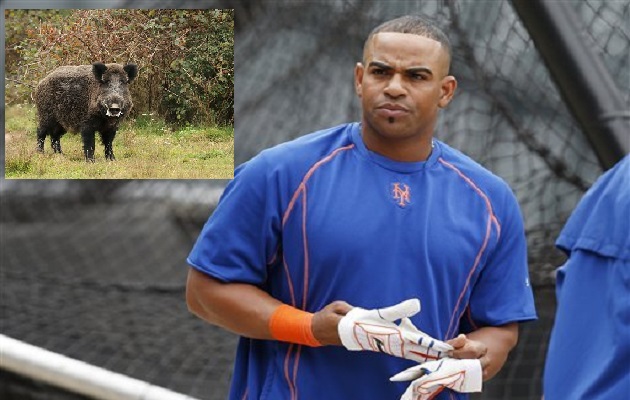 Céspedes cayó en un hueco mientras intentaba huir del animal.