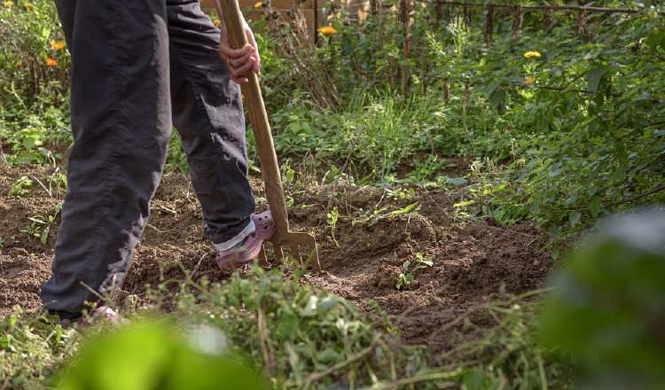 El dispositivo promete hacer más sencilla la jardinería.  Pixabay 