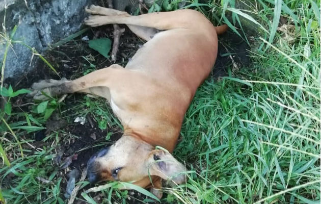 Se desconoce quien haya causado la muerte a los caninos. Foto: José Vásquez.