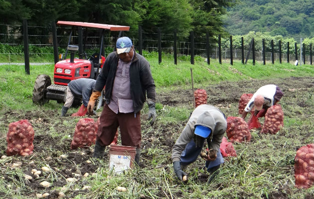 Los productores también contarán con formación y capacitación para mejorar sus capacidades comerciales. Foto/Archivo