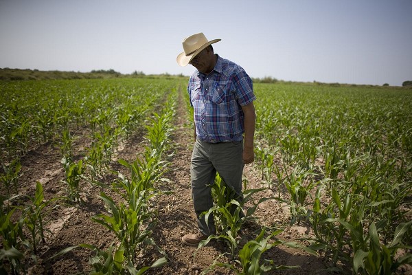 Los productores aseguran que en este momento viven en una crisis por los bajos precios. Foto/Archivo