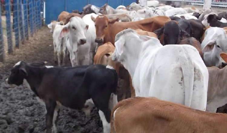 La carne en canal tiene un precio entre $3.80 a $4, de acuerdo con los ganaderos. Archivo