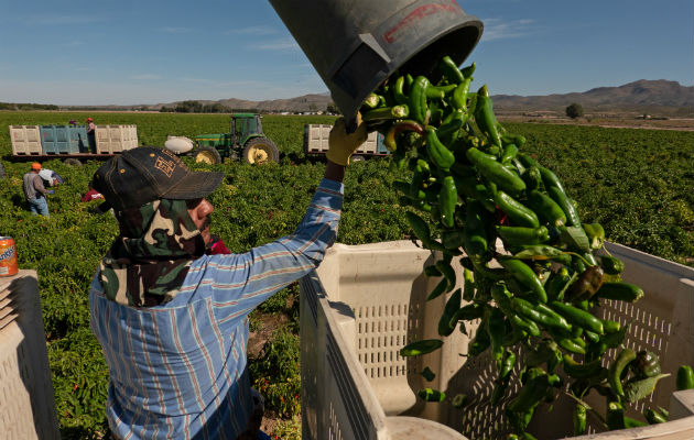 Políticas de inmigración más estrictas en EE. UU. han afectado la capacidad de granjeros de contratar a pizcadores. Foto / Ramsay de Give para The New York Times.