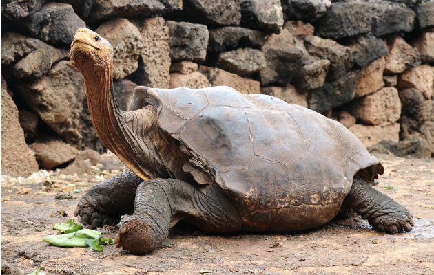 La tortuga Diego jugó un papel clave en un exitoso programa de reproducción. Foto / Parque Nacional de las Galápagos.