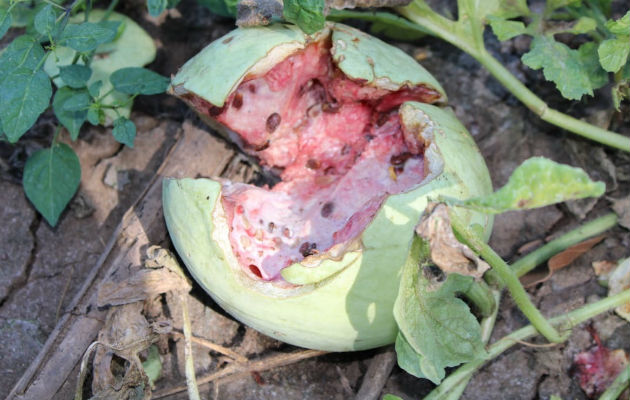 Coyotes incursionan en cultivos de sandía en Herrera, se alimentan de esta fruta La fruta lista para cosechar es comida por los animales. Foto: Thays Domínguez.