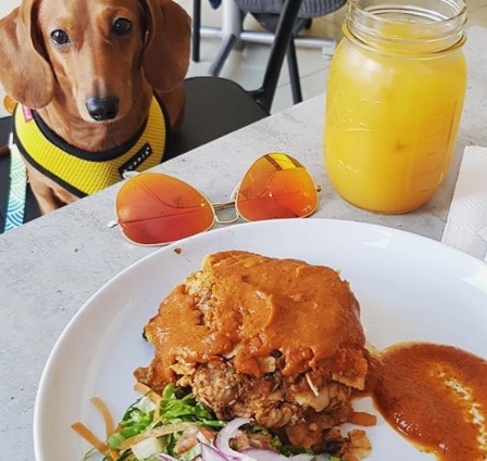 mascotas-_restaurantes.jpg