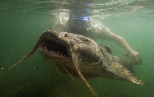 El bagre diablo gigante. Un estudio halló que la megafauna ha caído 88 % a nivel mundial en años recientes. Foto / Zeb Hogan, UNR Global Water Center.