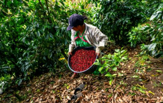  El café representa para Panamá apenas del 0.4% del producto interno bruto.