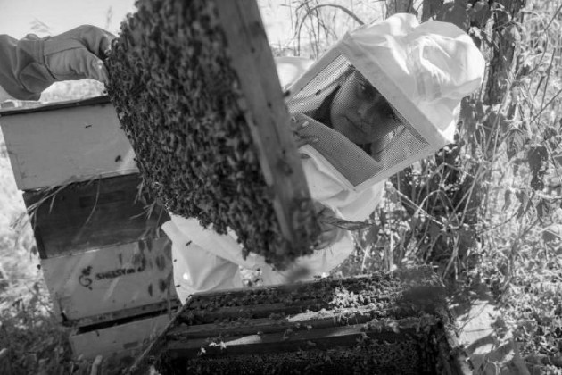 Es necesario el financiamiento e implementación de investigación, reproducción y liberación de abejas a ecosistemas determinados en Panamá que las necesiten.  Foto EFE.