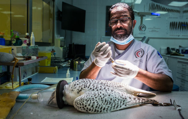 El hospital atiende a 150 halcones al día. Instalando un radiotransmisor en un halcón.Foto / Olya Morvan para The New York Times.