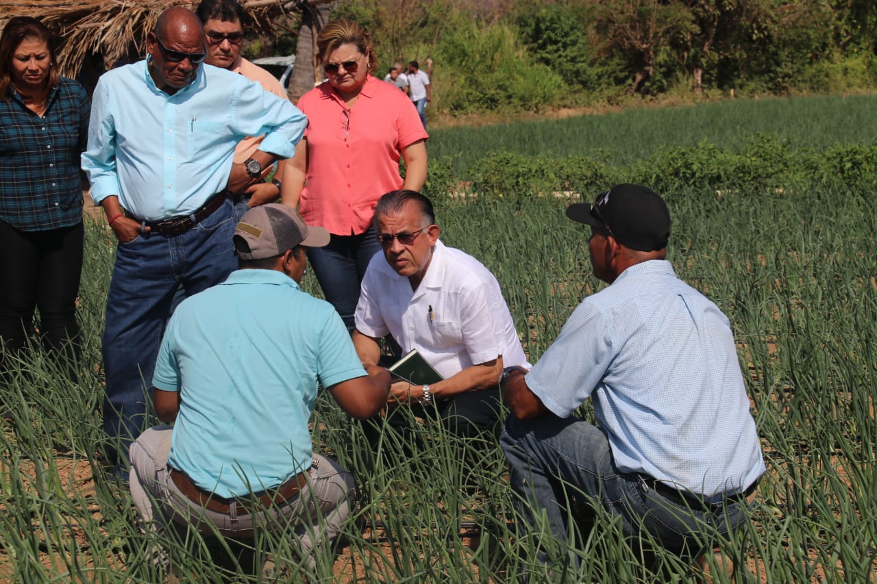 Natá es una de las zonas, a parte de las tierras altas de Chiriquí que produce cebolla.