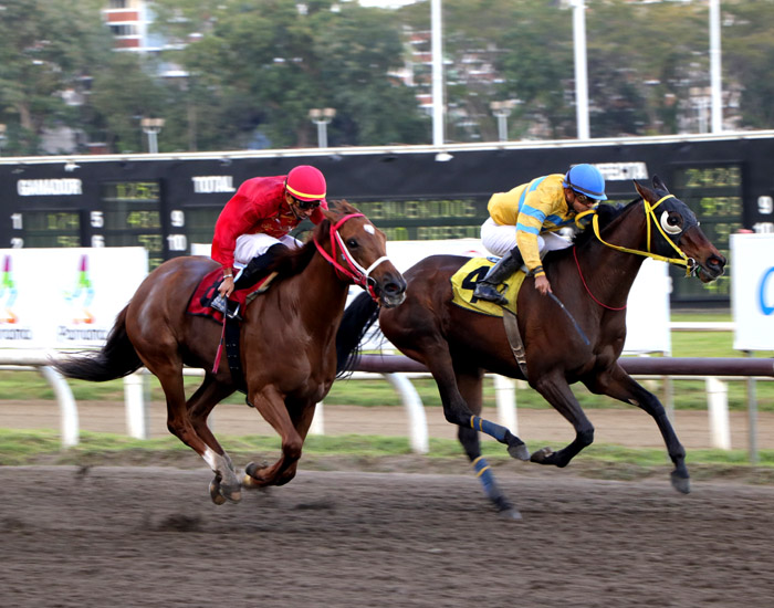 Lady Eagle (rojo) y Royal Dynasty pudieran ganar esta carrera.