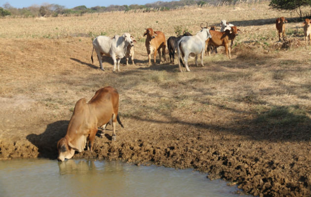 Más de 5,000 pequeños  productores se han beneficiado del plan de cosecha de agua. Foto/Cortesía