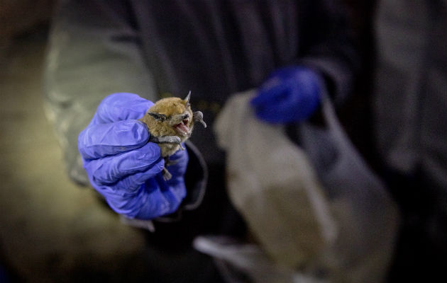 Los murciélagos viven hasta 40 años, y su tolerancia a los virus supera a la de muchos otros mamíferos. Foto / Kim Raff para The New York Times.