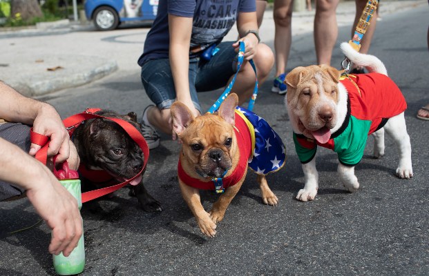 Perros disfrazados participan en el desfile de carnaval de perros 