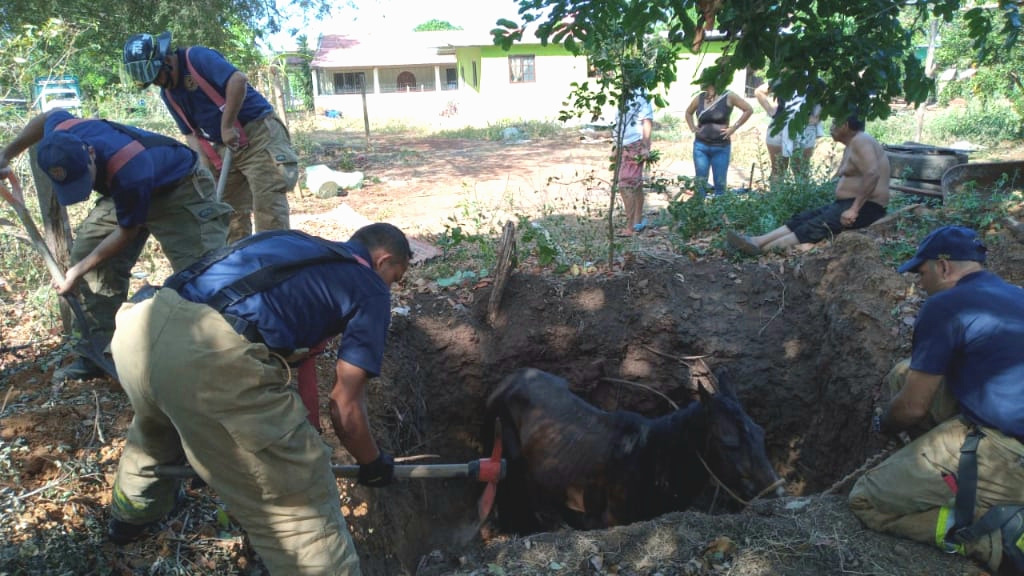 Lograron sacar al animal del hueco sin un rasguño.  Foto/Thays Domínguez