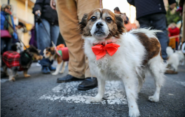 Un análisis reciente halló que tener un perro podría brindar beneficios de salud mental y cardiovascular. Foto / Ana Escobar/ EPA, vía Shutterstock.