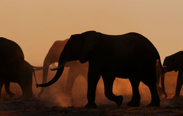 Unas 130 series sobre naturaleza se transmitieron en el 2019, más que en 2015-2018. “Elephant Queen”, de Apple. Foto / Apple.