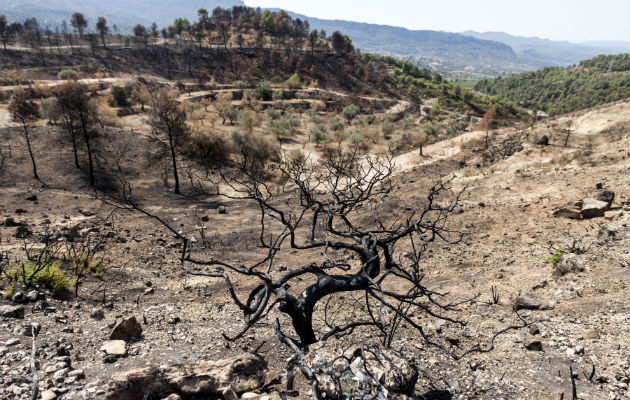 En un clima más caliente y más seco, como en España, los bosques pueden morir por la sequía o incendiarse. Foto / Edu Bayer para The New York Times.