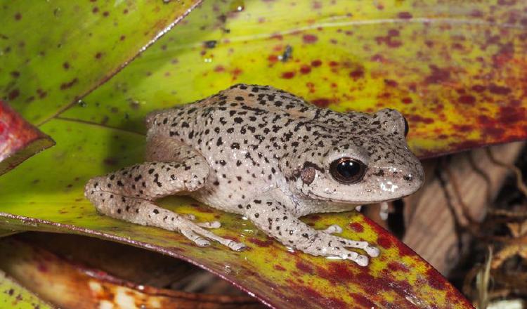 Un ejemplar de rana Pristimantis balionotu, en la provincia de Loja (Ecuador).