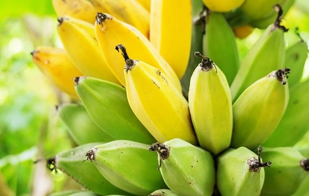 Hongo afecta la producción de cultivos como banano, plátano y guineo.