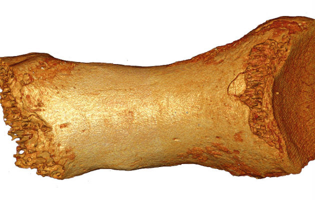 Humanos y neandertales se cruzaron hace 60 mil años. Un fósil de neandertal. Foto / Bence Viola.