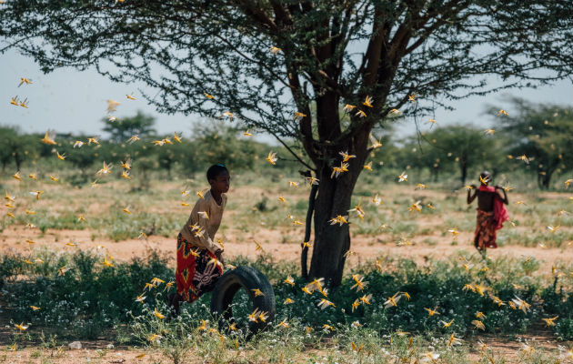 Kenia lucha con su peor brote de langostas del desierto en 70 años, amenazando la seguridad alimenticia de millones. Foto / Khadija Farah para The New York Times.