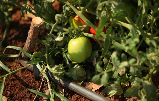 La producción de tomate industrial se da en Los Santos, Macaracas, Guararé y Tonosí. Foto/Cortesía