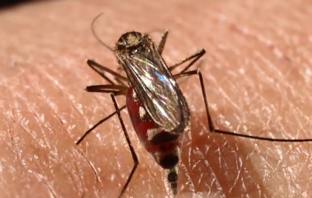 Actualmente van dos muertos por dengue. Foto: Archivo