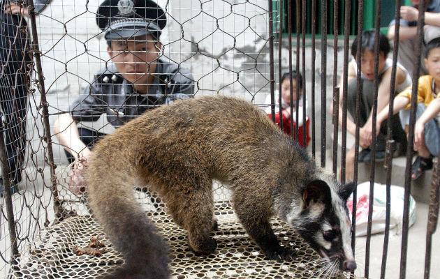 Una civeta, que se sospecha transmitió el virus del SARS a los humanos, en Wuhan, China, en el 2003. Foto / Agence France-Presse — Getty Images.