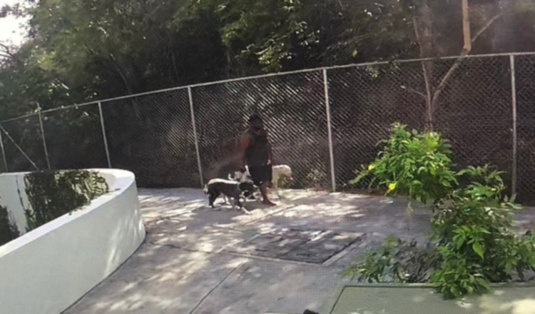 Un video capta al dueño de los perros huyendo, tras el ataque. Cortesía