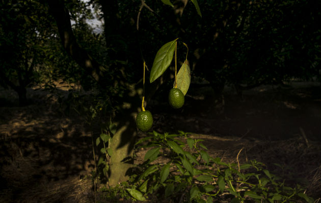 La industria del aguacate en México ha atraído la atención de los cárteles, que han extorsionado a los agricultores, cobrando por cada kilo que exportan. Foto / Adriana Zehbrauskas para The New York Times.