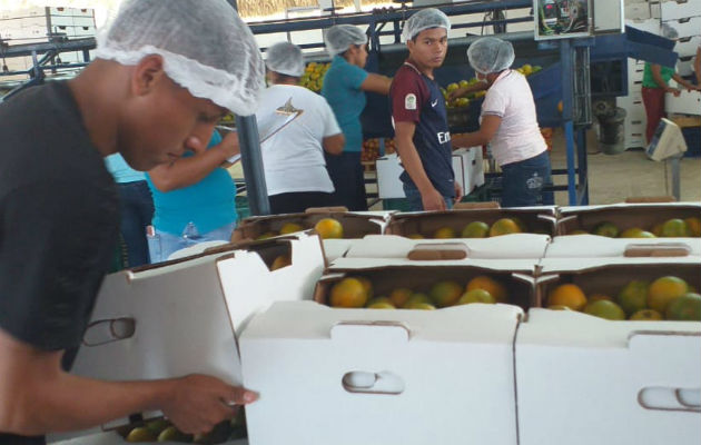 Por primera vez, Panamá exporta naranja hacia el Caribe.